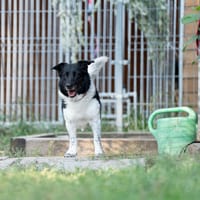 Laki, pies do adopcji