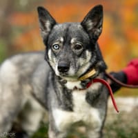 Vain, suczka do adopcji