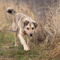 Jakar, pies do adopcji