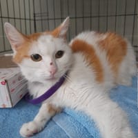 Mala, kotka do adopcji