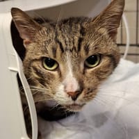 Lotos, kot do adopcji