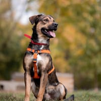 Szarik, pies do adopcji