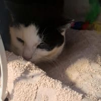 Gienia, kotka do adopcji