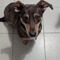 Schmuser Quincy sucht Dich!, Hund zur Adoption