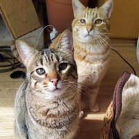 Foxy & Monty FIV+ Wohnungshaltung, Kater zur Adoption