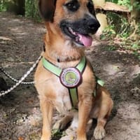 Taro wartet in 24885 Sieverstedt ❤, Hund zur Adoption