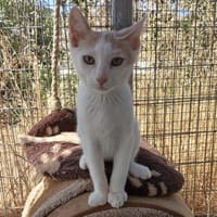 Kater Lukas entdeckt die Welt!, Kater zur Adoption