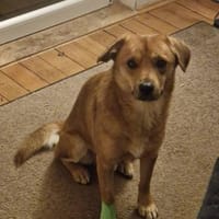 Mr. Waffels, auf PS in Nürnberg, Hund zur Adoption