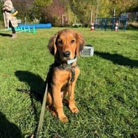 🐶✨Floki sucht seine Familie 🐶✨, Hund zur Adoption