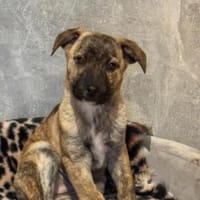 Winnie auf der Suche nach einem Zuhause, Hund zur Adoption