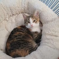 💕Tali💕 sucht ihre Menschen, Katze zur Adoption