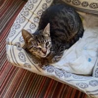 Mikeschsucht sein Zuhause, Kater zur Adoption