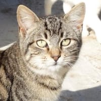 Anhänglicher Anubis sucht Zuhause, Kater zur Adoption