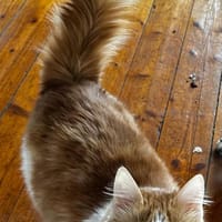 Kleiner Moritz möchte Welt entdecken!, Kater zur Adoption