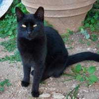 Coco sucht ihren Menschen, Katze zur Adoption