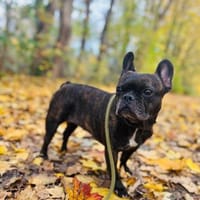 Franzi sucht erneut ein Zuhause, Hündin zur Adoption