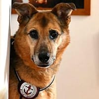 Susa sucht ihre Menschen, Hündin zur Adoption