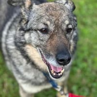 Puh ist souverän, bescheiden und so lieb, Hündin zur Adoption