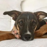 Arnaud ist eine liebe kleine Seele, Hund zur Adoption