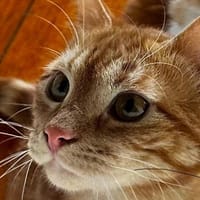 Max der kleine Abenteurer!, Kater zur Adoption