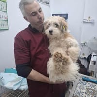 Casper, ein fröhlicher, junger Rüde, Hund zur Adoption