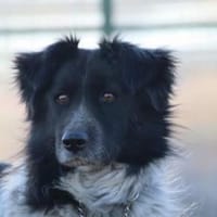Sam Carter sucht hundeerfahrene Menschen, Hund zur Adoption