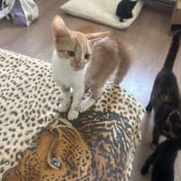 Diamond, ungeschliffener Diamant sucht, Kater zur Adoption