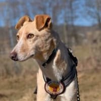 Zeigst du PAVEL wie schön die Welt ist?, Hund zur Adoption