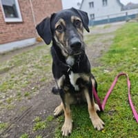 💚Fröhlicher Finnley sucht sein Glück 💚, Hund zur Adoption