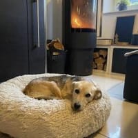 Kleine, zierliche Sunny ❤🐾, Hündin zur Adoption