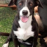 Macchietta in der Tierherberge Donzdorf, Hündin zur Adoption