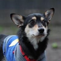 Mina sucht ihr für immer zu Hause..., Hündin zur Adoption