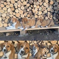 Tink - einfach bezaubernd, Hündin zur Adoption