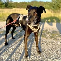 Bruno - Liebevoller Schmuser mit Herz, Hund zur Adoption