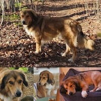 Cliff sucht -seinen Partner-, Hund zur Adoption