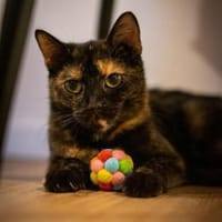 Butterfly- zart, sanft, Katze zur Adoption