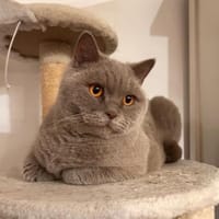 gechillte BKH Mixe Coco u. Harley bei WI, Kater zur Adoption