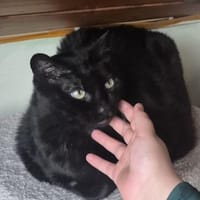 Best-Ager Tom u. Jerry in Lorch, Kater zur Adoption