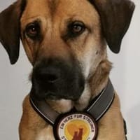 Its Toni-Time!, Hündin zur Adoption