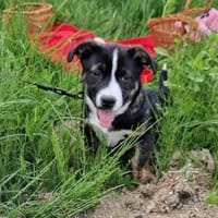 Spyro möchte endlich ankommen - mit dir?, Hund zur Adoption