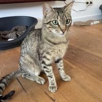 Willy, Kater zur Adoption