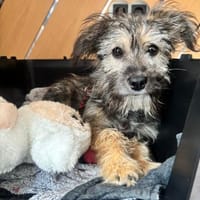 Holly - kleine Strubbelmaus...., Hündin zur Adoption