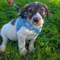 Nelly ein tolles Mädchen, Hündin zur Adoption