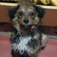 Paco  Ein kleiner Glückspilz, Hund zur Adoption