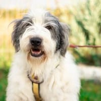 Schenkst du Carmen ein Zuhause?, Hündin zur Adoption