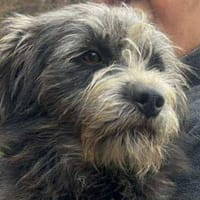 Murphy, Jungspund sucht Körbchen, Hund zur Adoption