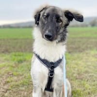 Lasse, braucht noch Erziehung-su. PS, Hund zur Adoption