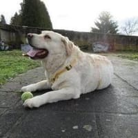 Freundliche, gemütliche Sahara, Hündin zur Adoption