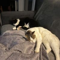 LUCKY u. CHARLY, m., kastr., geb. 2019, Kater zur Adoption