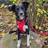 Libby im Tierheim Sulzbach, Hündin zur Adoption